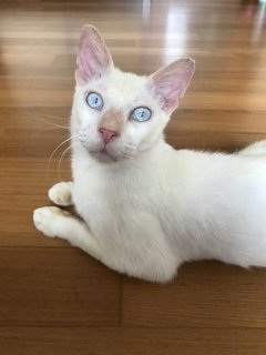 Arjun - Domestic Short Hair Cat
