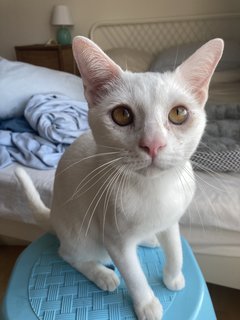 Nimbus - Domestic Short Hair Cat
