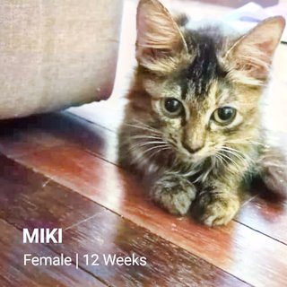Miki - Domestic Medium Hair Cat