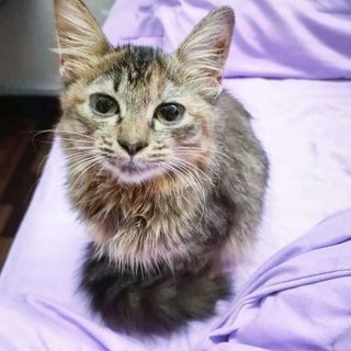 Miki - Domestic Medium Hair Cat