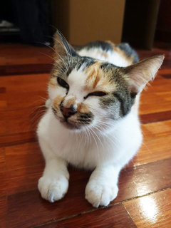 Trixie - Domestic Short Hair Cat