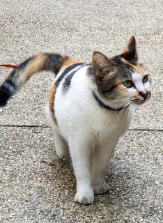 Trixie - Domestic Short Hair Cat