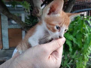 Orange Kitten - Domestic Short Hair Cat