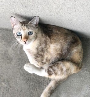 Bluebell (Luna) - Domestic Medium Hair Cat