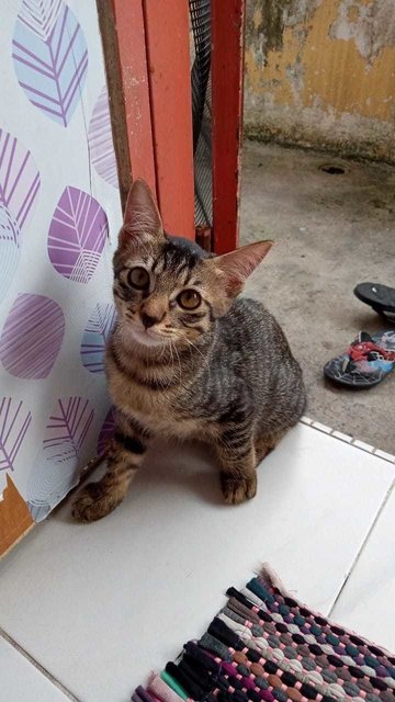 Saydi - Domestic Short Hair Cat