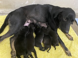 Mama Hazel &amp; Pups - Mixed Breed Dog
