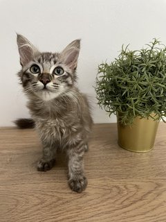 Cinnamon  - Maine Coon + Domestic Long Hair Cat