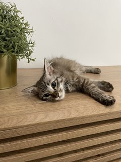 Cinnamon  - Maine Coon + Domestic Long Hair Cat