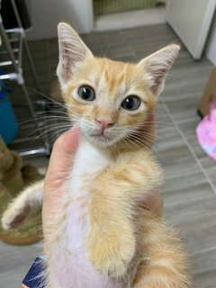 Drew (6 Weeks Old) - Tabby Cat