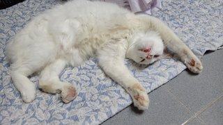 Nikko - Domestic Medium Hair Cat