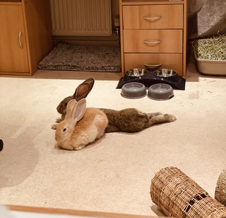 Lucas &amp; Pepper - Bunny Rabbit Rabbit