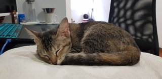 Bella - Domestic Short Hair + Domestic Medium Hair Cat