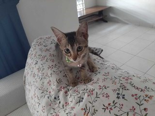 Bella - Domestic Short Hair + Domestic Medium Hair Cat