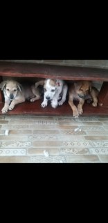 3 Mixed  Puppies  - Mixed Breed Dog