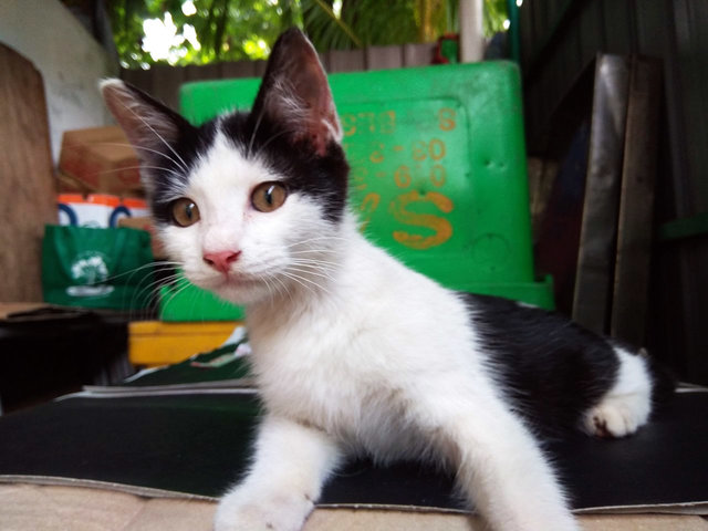 Xiao Wei - Domestic Medium Hair Cat