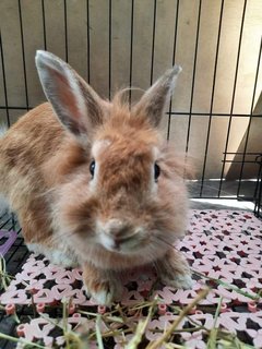 1 Female Rabbits - Wawasan Puchong - Bunny Rabbit Rabbit