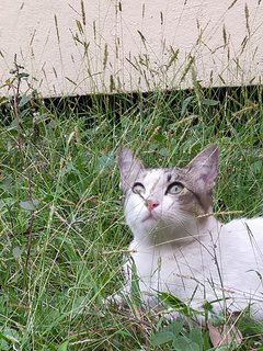 Zaizai - Domestic Short Hair Cat