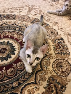 Neko And Mimi - Domestic Short Hair Cat