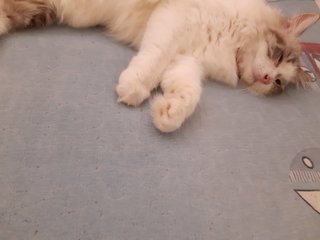 Baby - Maine Coon + Persian Cat