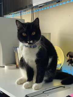 Suzu - Tuxedo + American Curl Cat