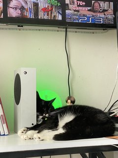 Suzu - Tuxedo + American Curl Cat
