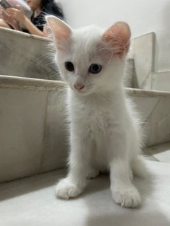 Ichiro - Domestic Medium Hair Cat