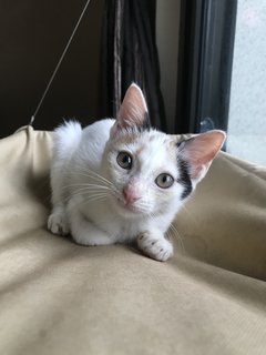 Juno - Domestic Short Hair Cat