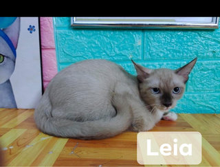 Leia And Luke - Domestic Short Hair + Domestic Medium Hair Cat