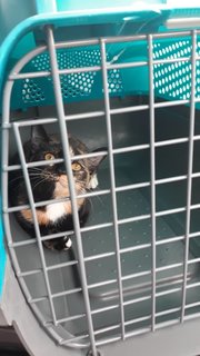 Sitting quietly on the way back from the vet