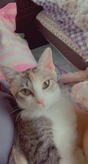 Calico Cat - Calico + Domestic Medium Hair Cat