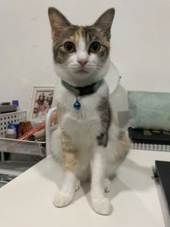 Calico Cat - Calico + Domestic Medium Hair Cat