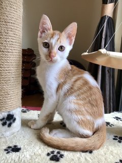 Lourdes &amp; Rocco - Domestic Short Hair Cat