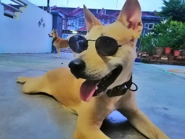 Bruno - Mixed Breed Dog