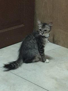 Sugar  - Domestic Medium Hair Cat