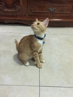 Minie  - Domestic Medium Hair Cat