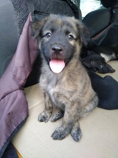 Sasa Girl Mongrel Puppy - Mixed Breed Dog