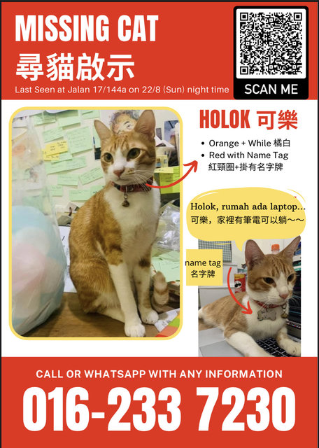 Holok - Domestic Short Hair Cat
