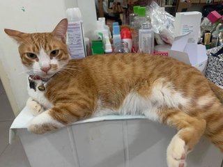 Holok - Domestic Short Hair Cat