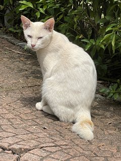 Archer🏹 - Domestic Short Hair Cat