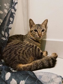 Murphy - Domestic Short Hair Cat