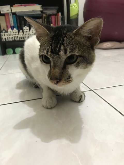 Mat - Domestic Short Hair Cat