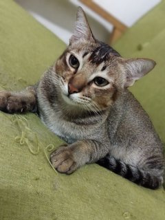 Yami - Domestic Short Hair Cat