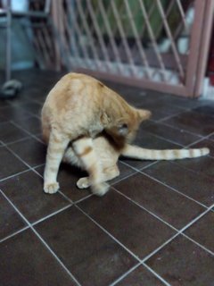 Mai - Domestic Short Hair Cat