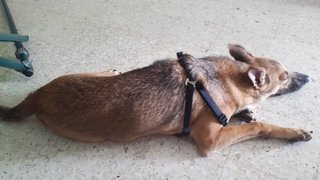 Tramp - Shepherd Dog