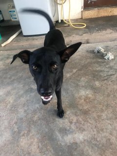 Shirley Win - Mixed Breed Dog