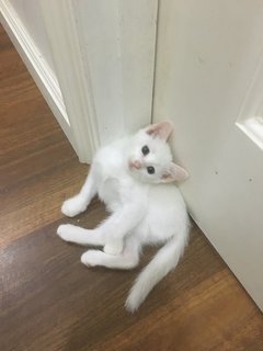 Suki - Domestic Short Hair Cat