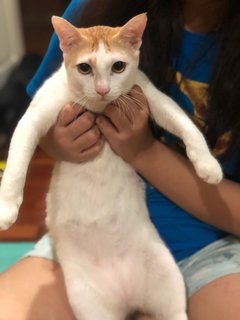 3 Siblings (Orange Boy, Buncit, Uti) - Domestic Short Hair Cat