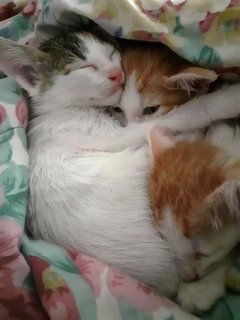 3 Siblings (Orange Boy, Buncit, Uti) - Domestic Short Hair Cat