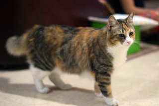 Debot - Domestic Medium Hair + Domestic Short Hair Cat