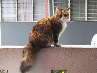 Debot - Domestic Medium Hair + Domestic Short Hair Cat